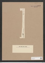 Synedra pulchella var. tenuistriata Grun. (de-Toni-Nr.: Genus 66, Species 2582) Zeichnungen Sammlung Grunow Nr. 5172 (NHMW-BOT-W0373496)